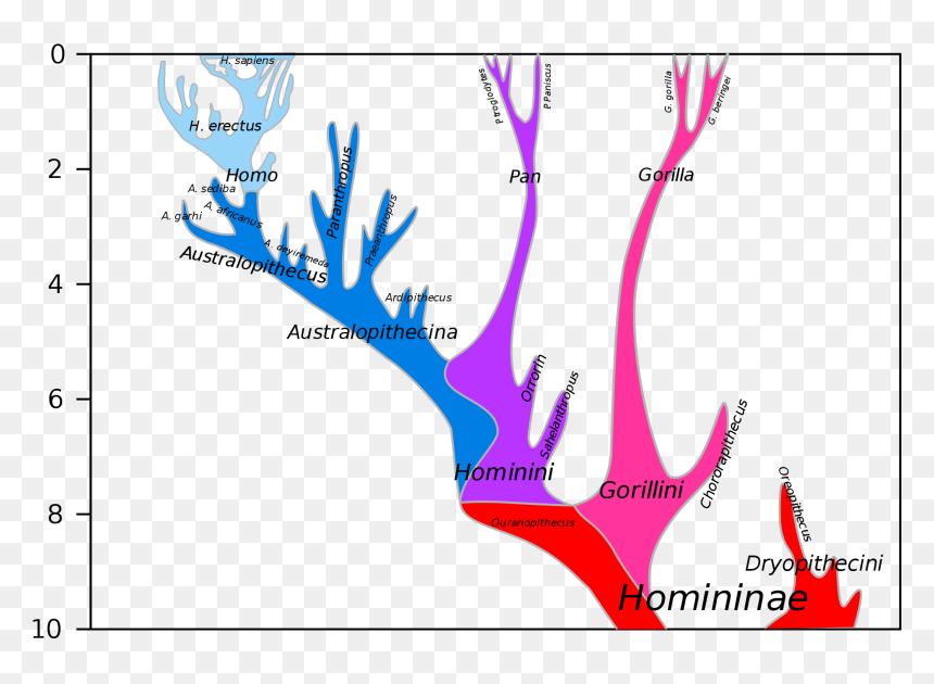 Hominini Lineage, HD Png Download - chimpanzee png