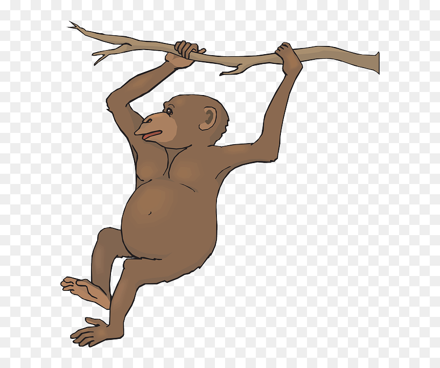 Black Spider Monkey Transparent, HD Png Download - chimpanzee png