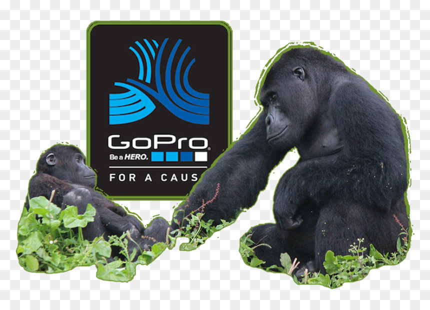 Mountain Gorilla, HD Png Download - chimpanzee png