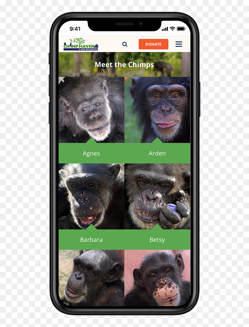 Common Chimpanzee, HD Png Download - chimpanzee png