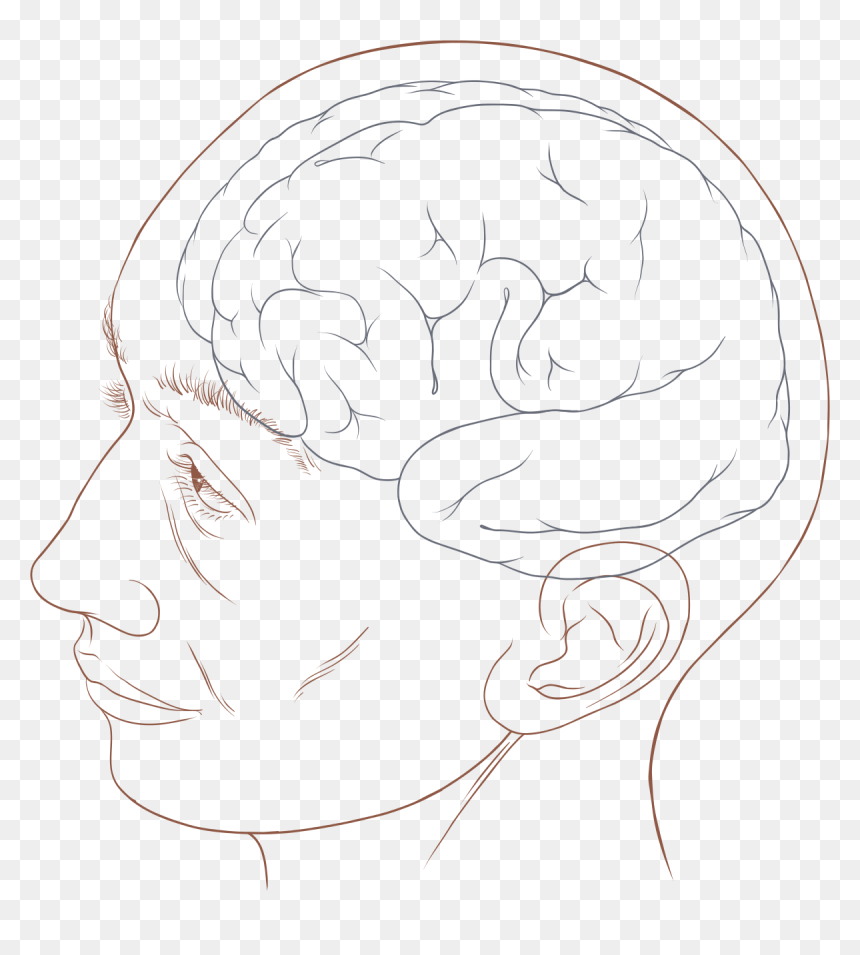 Human Head Diagram, HD Png Download - human head png