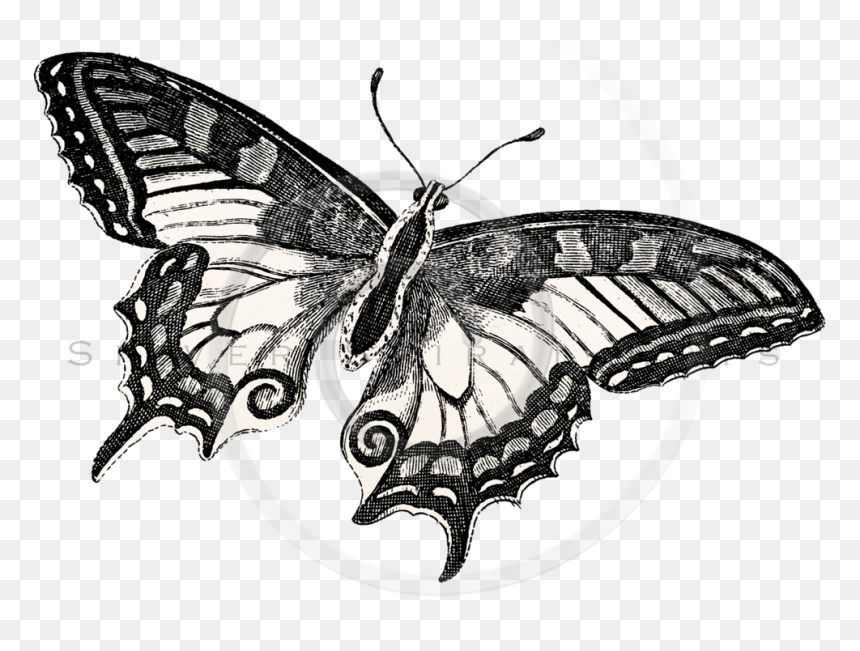 White Butterfly Png, Transparent Png - white butterfly png