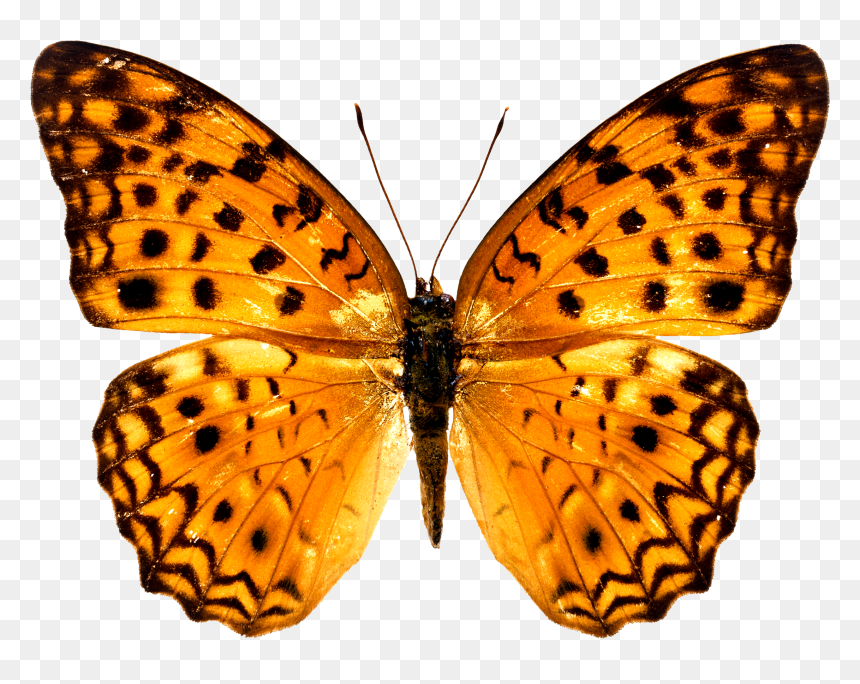 Colorful Butterfly Wallpapers Free Download Ultra Hd - Butterfly Free Png, Transparent Png - white butterfly png