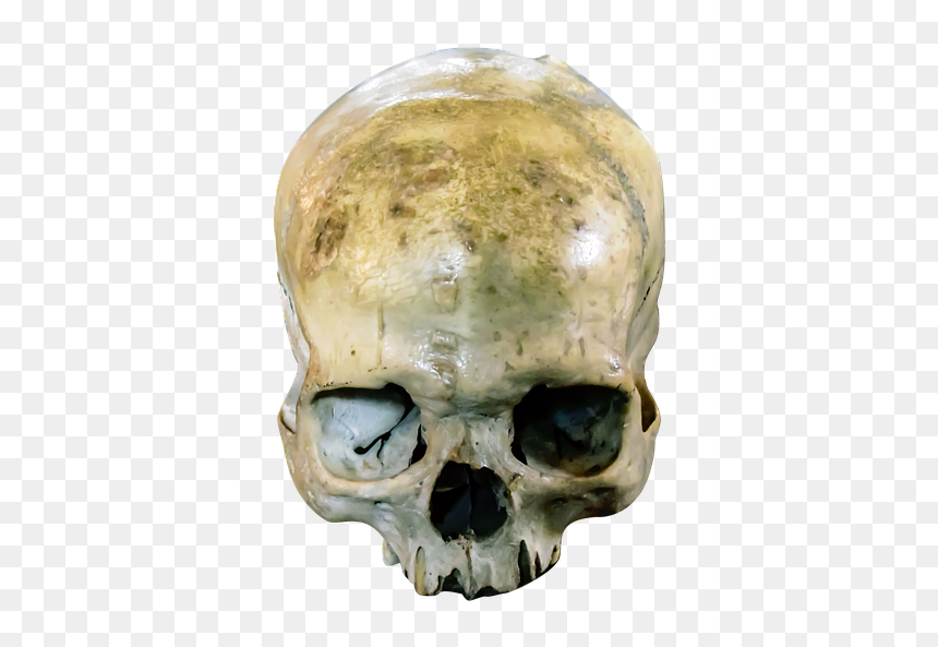 Skull, Head, Dead, Horror, Bone, Human, Dark, Spooky - Horror Head Png, Transparent Png - human head png