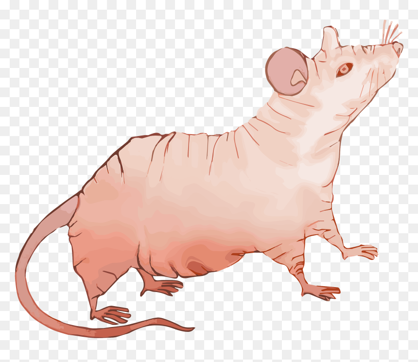 File - Nude-mouse - Nude Mouse Cartoon, HD Png Download - mouse.png