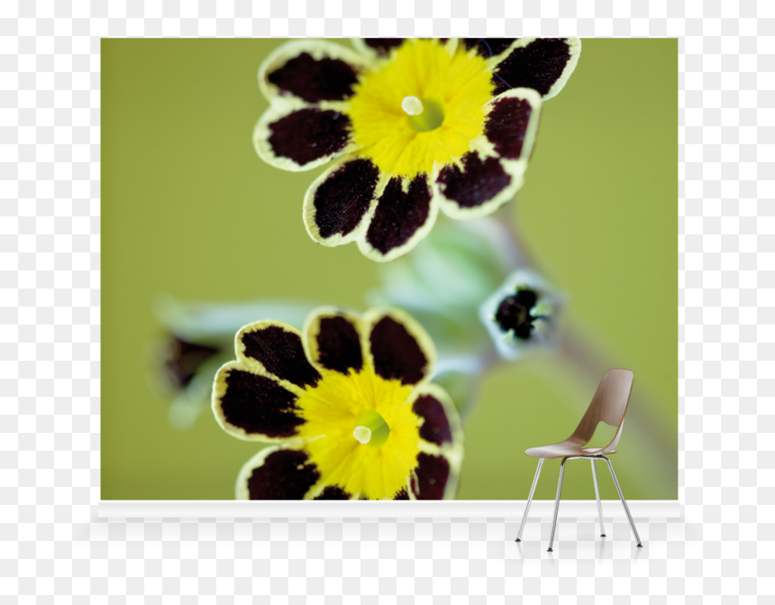 Camomile, HD Png Download - gold lace png