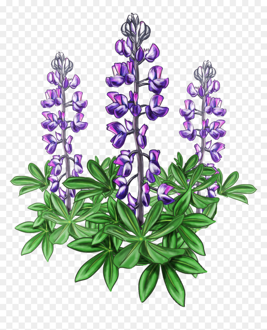 Lupine Bluebonnet Alaska Plant Violet - Lupine Png, Transparent Png - flower garden png