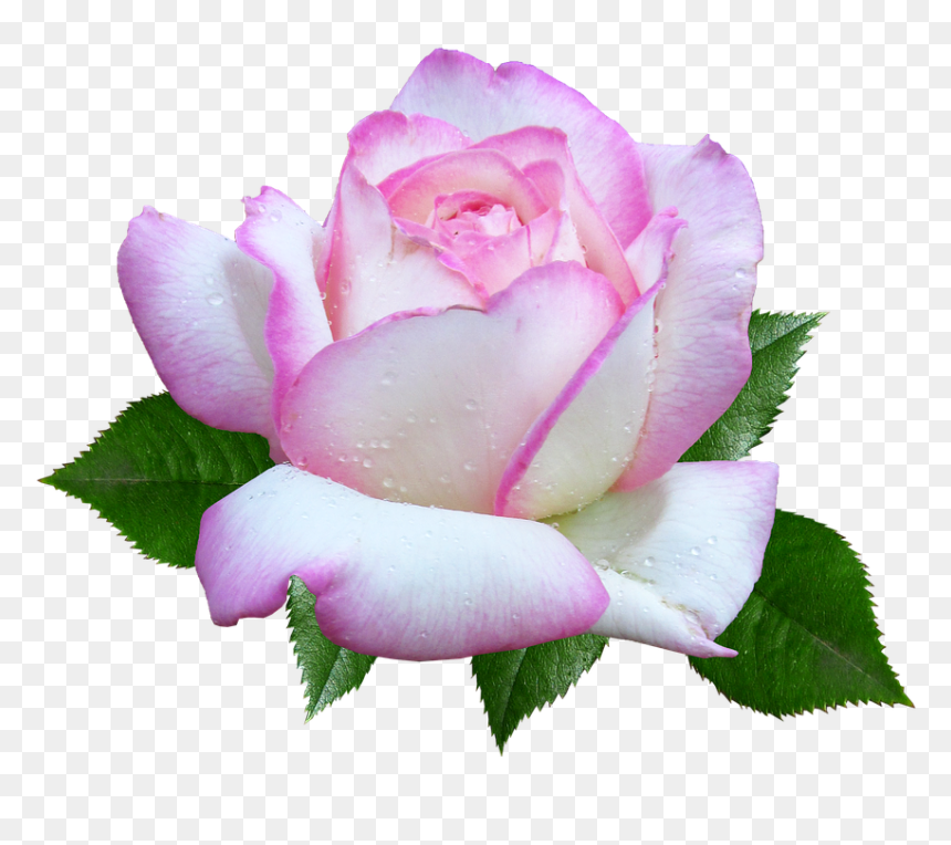 Rose, Flower, Garden, Cut Out - Hybrid Tea Rose, HD Png Download - flower garden png