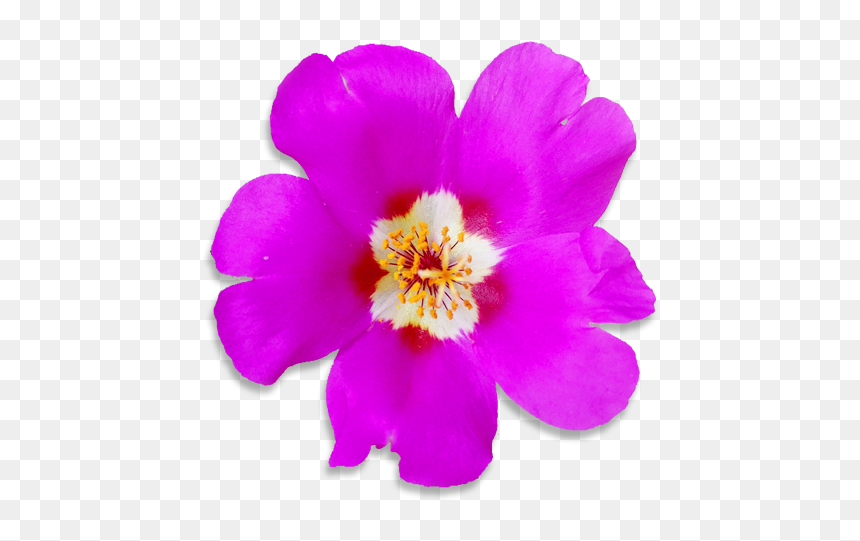 Common Peony, HD Png Download - flower garden png