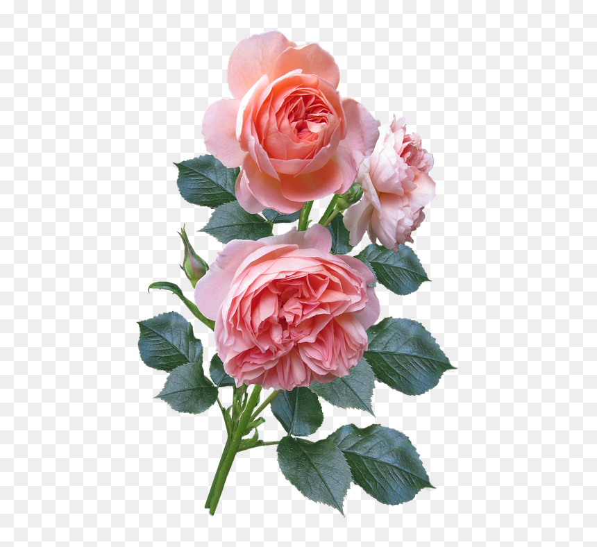 Roses, Flowers, Garden, Bloom, Scented - Floribunda, HD Png Download - flower garden png
