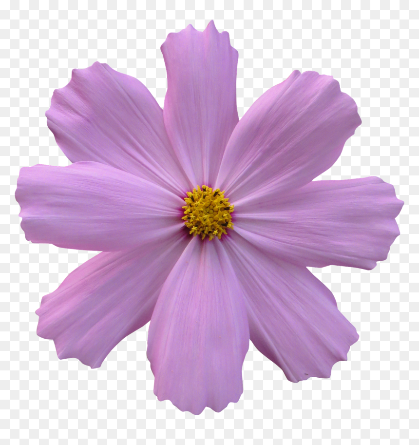Cosmos Flower Transparent Background, HD Png Download - flower garden png