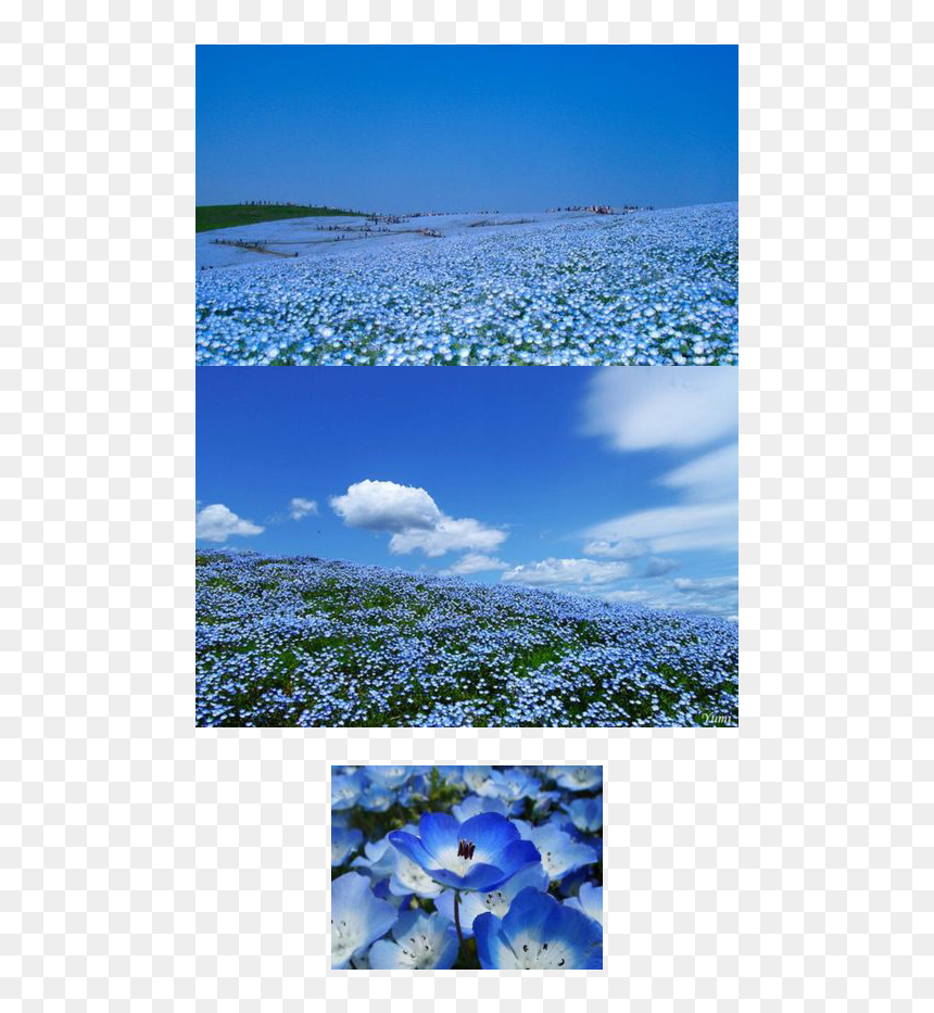 A Flower Field - Nemophila, HD Png Download - flower field png