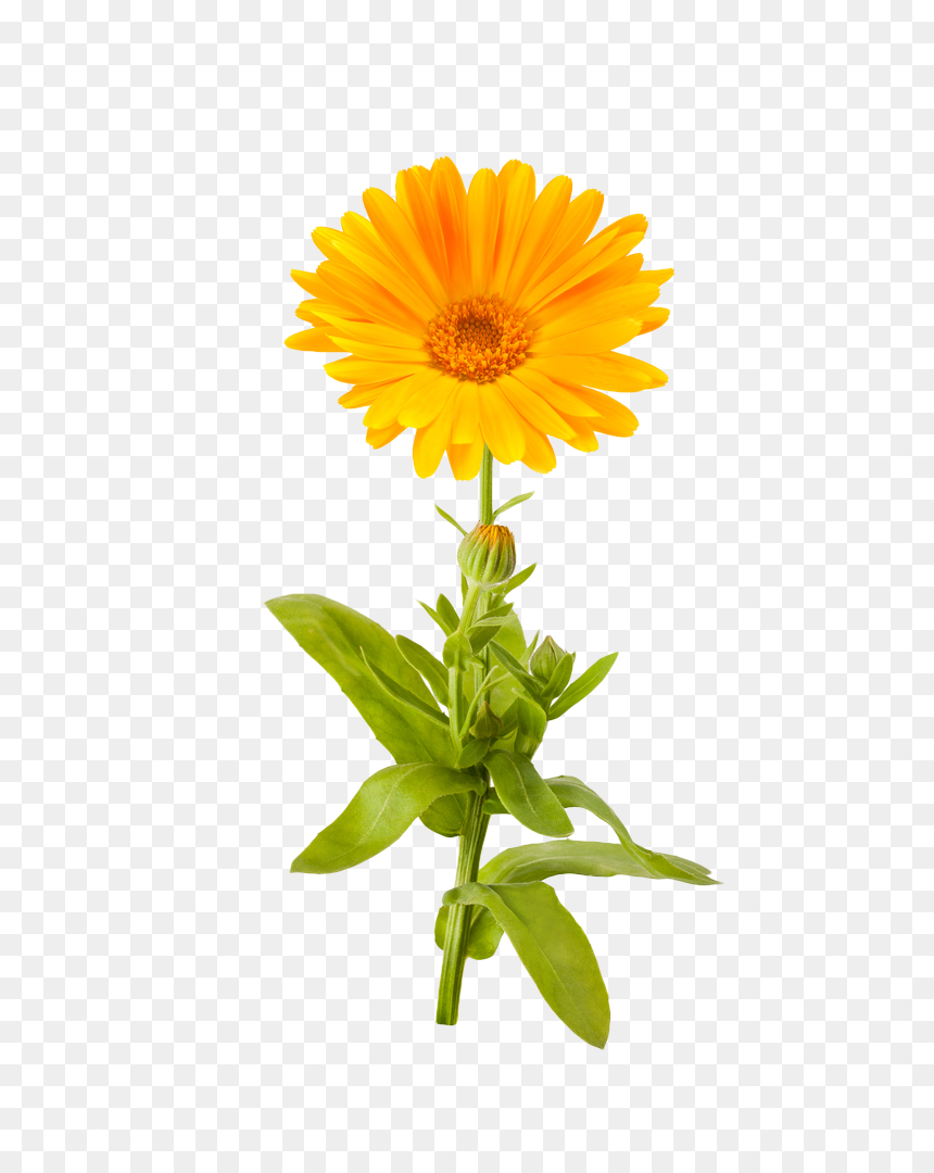 Marigold Png Picture - Marigold Clipart Transparent Background, Png Download - flower field png