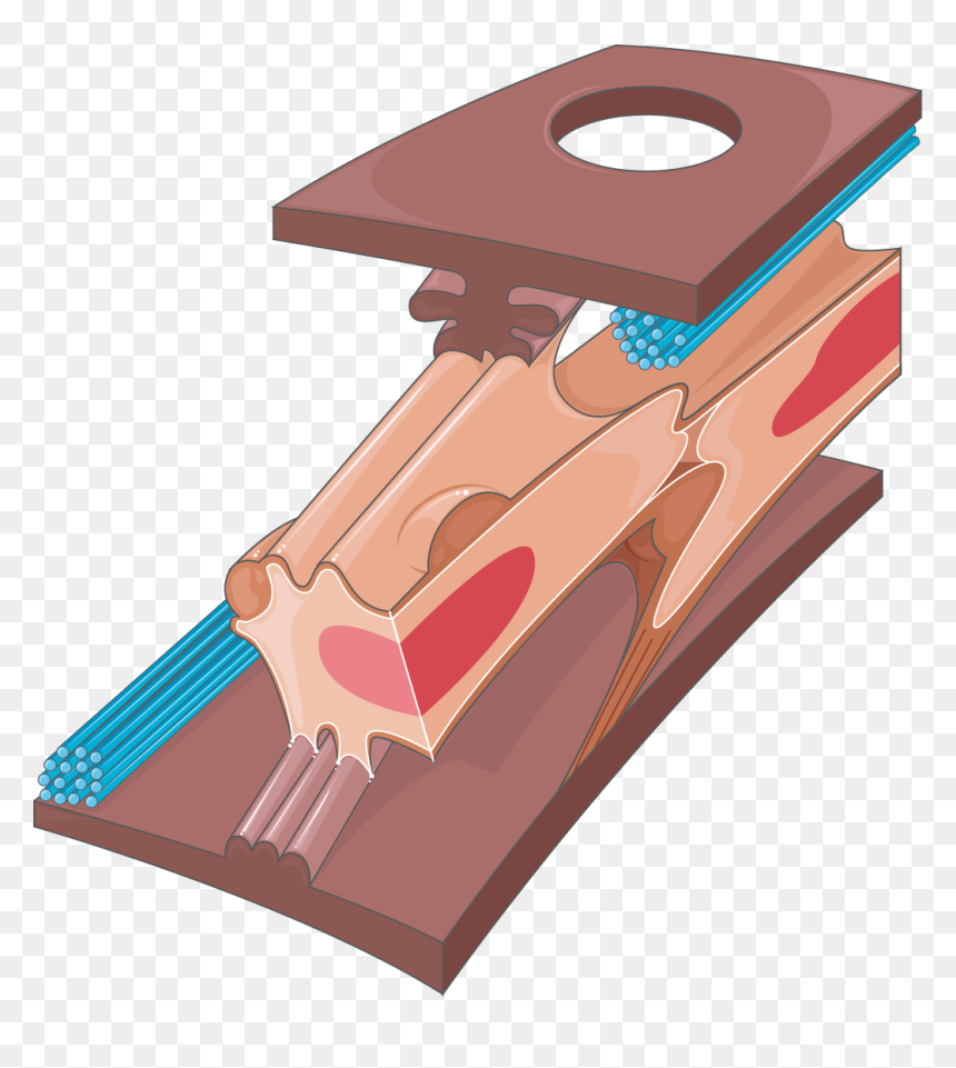 Download The Image, HD Png Download - nail in wall png