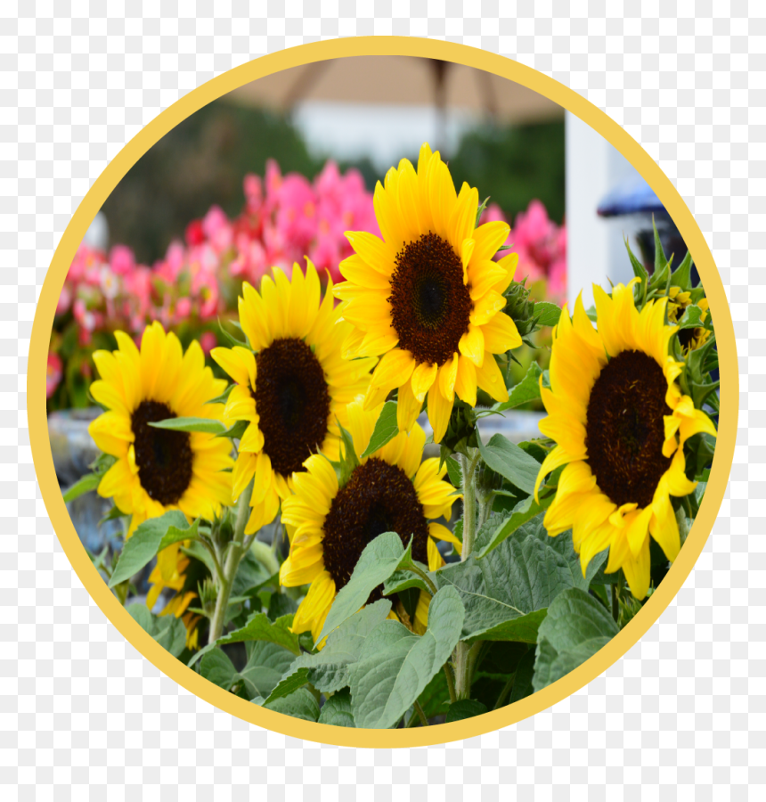Sunflower, HD Png Download - flower field png