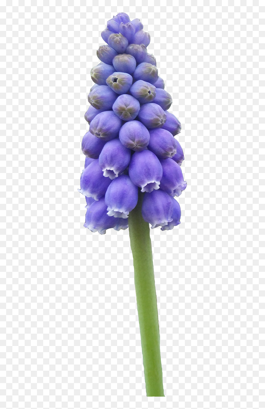 Grape Hyacinth, HD Png Download - flower field png