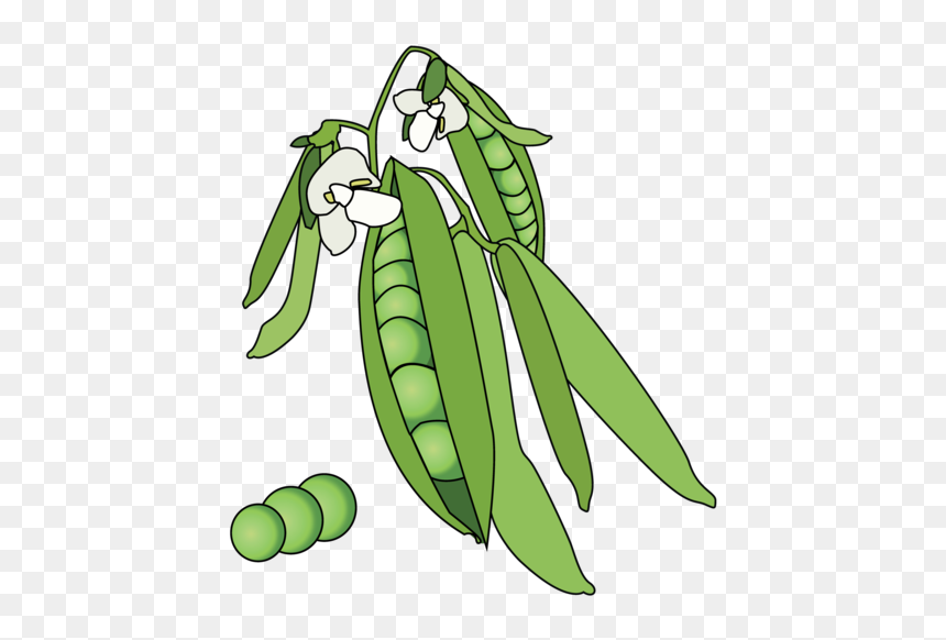 Illustration, HD Png Download - vegetable garden png