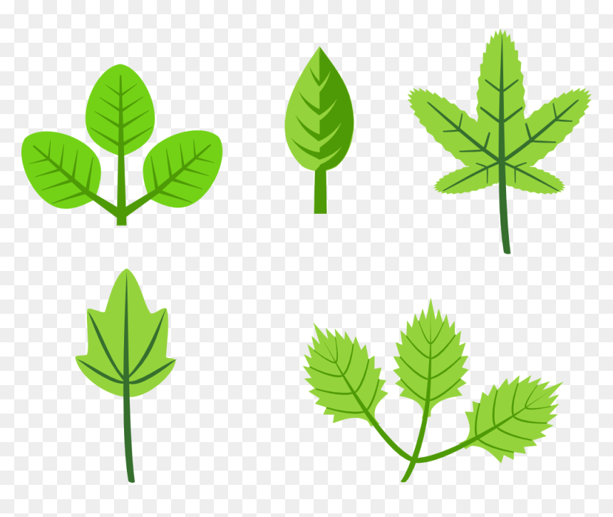 Clipart Of Herb And Rg - Leaves Clip Art, HD Png Download - cartoon leaf png