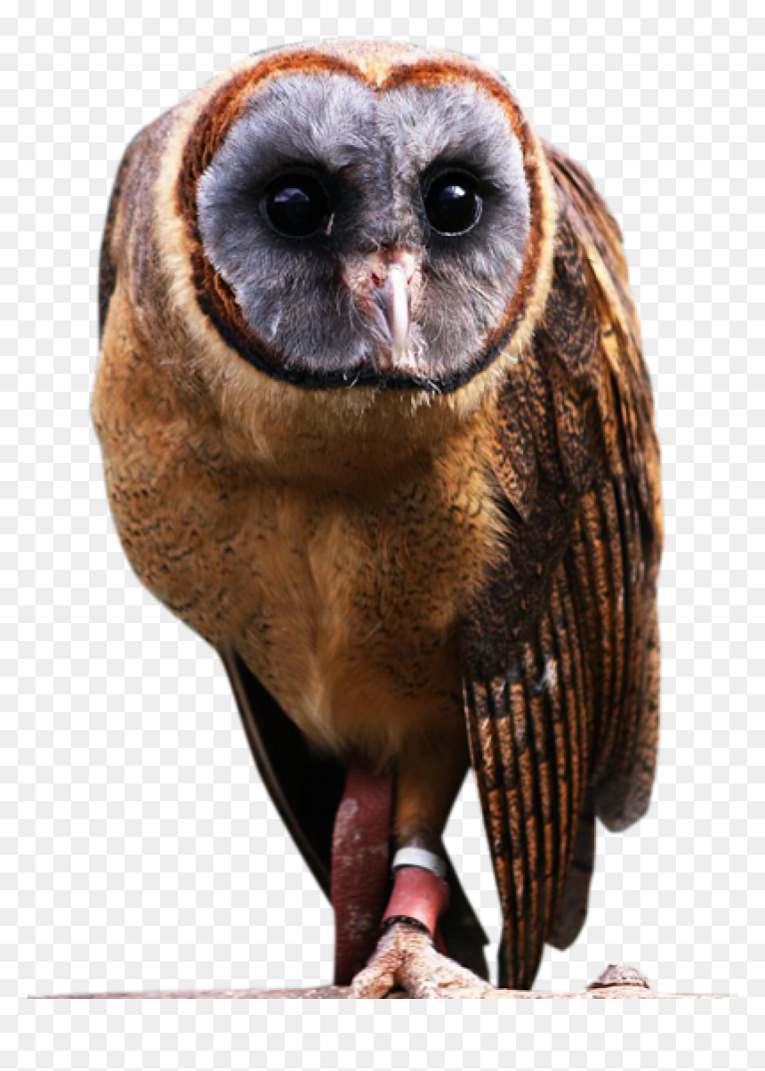 Ashy Faced Owl Png, Transparent Png - owls png