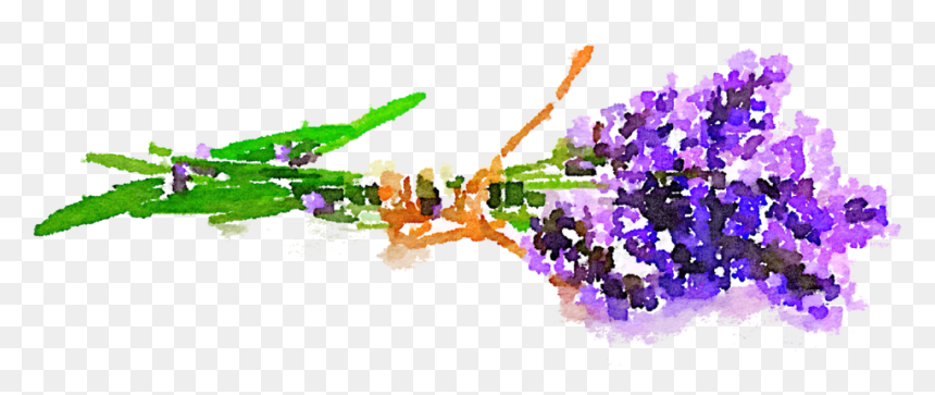 Lavender Clipart Watercolor - Kavender, HD Png Download - free watercolor png