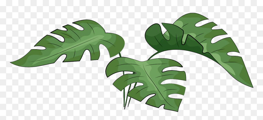 Clip Art, HD Png Download - monstera leaf png