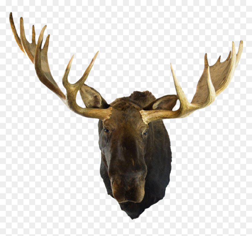 Transparent Moose Clipart - Deer Head Mount Transparent, HD Png Download - moose head png
