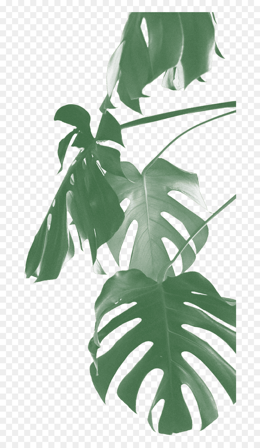 Swiss Cheese Plant Transparent, HD Png Download - monstera leaf png