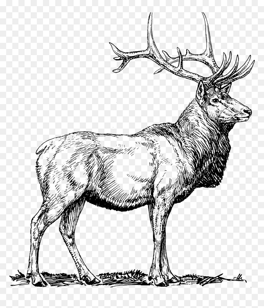 Elk Clip Art, HD Png Download - moose head png