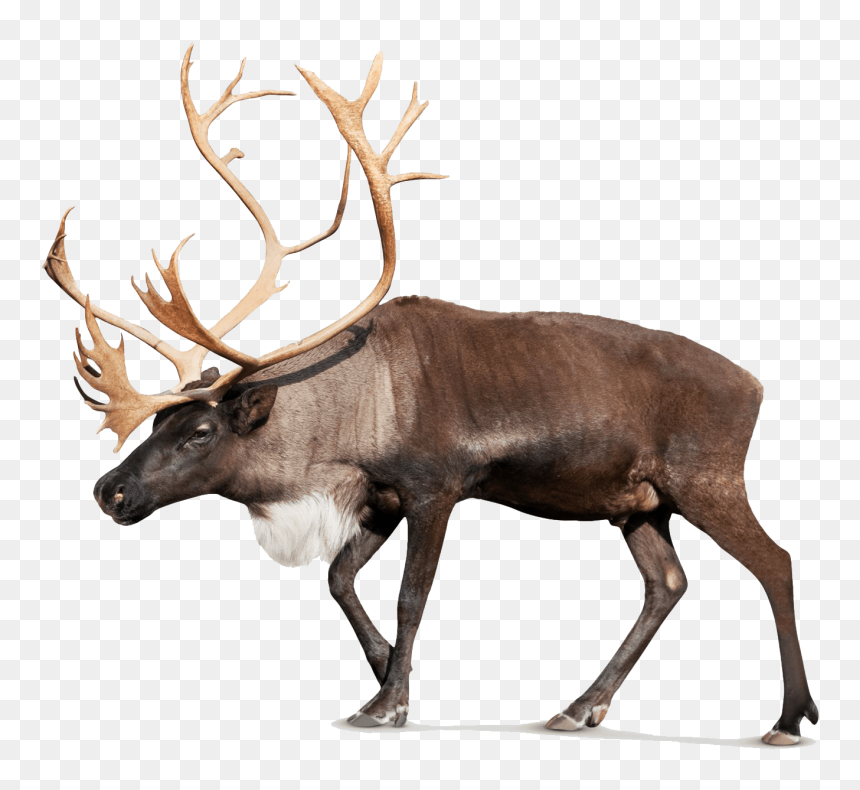 Free Png Download Moose Png Pic Png Images Background - Moose Png, Transparent Png - moose head png
