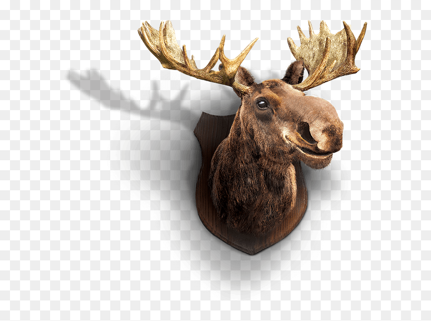 Reindeer, HD Png Download - moose head png
