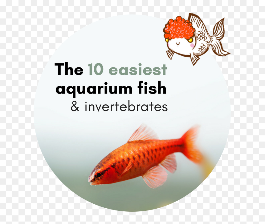 Aquarium, HD Png Download - fish tank png
