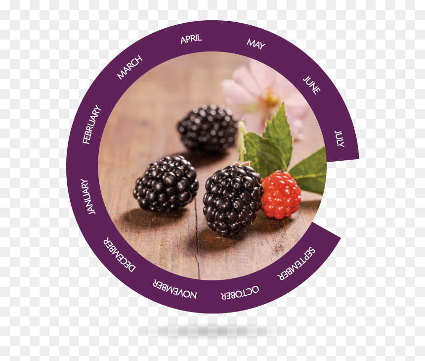 Boysenberry, HD Png Download - blackberries png