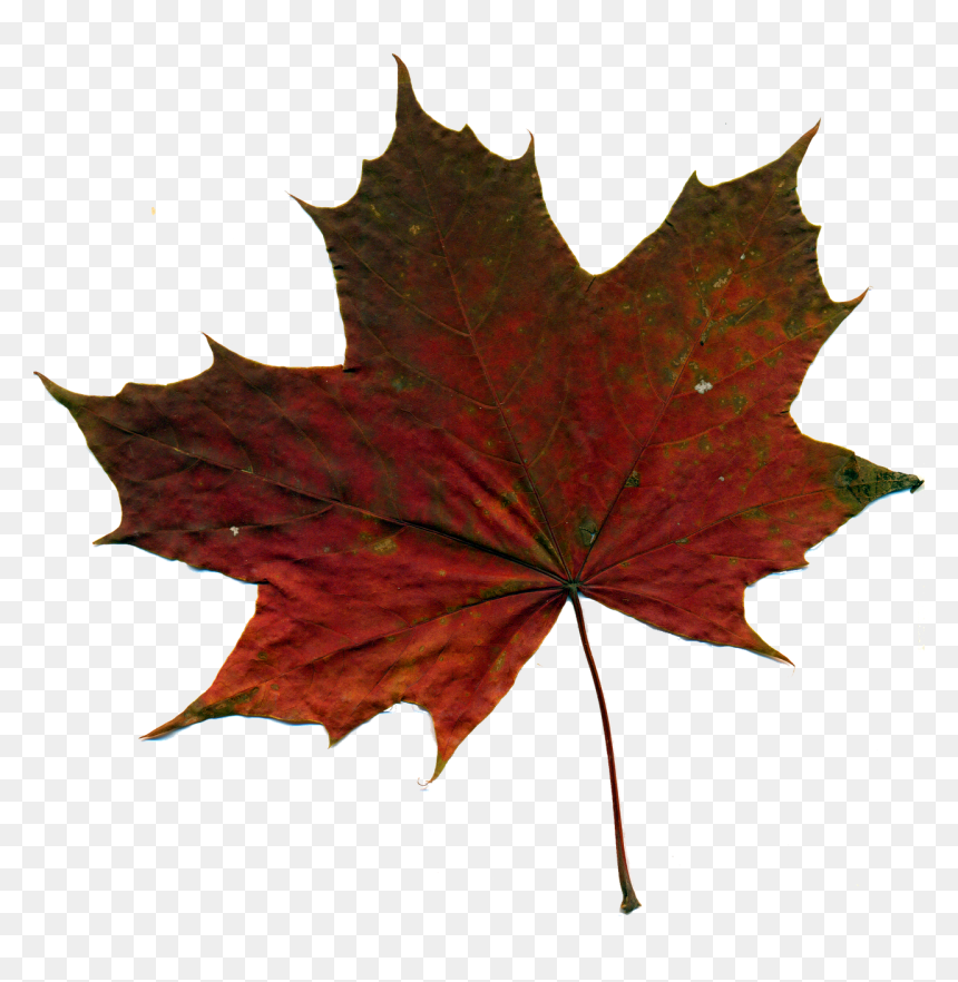 Kashmir Png, Transparent Png - red leaf png