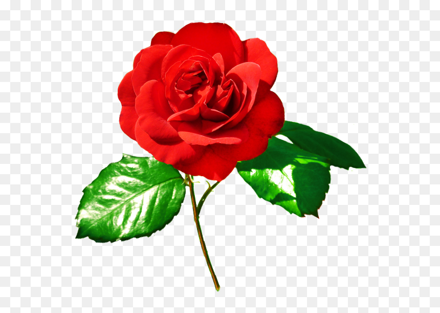 Red Rose Clipart Leaf Png - Rose With Leaves Png, Transparent Png - red leaf png