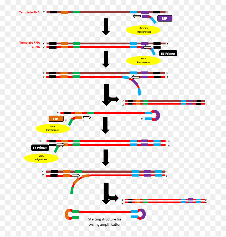 Initiation Step Of Rt-lamp Method - Loop Mediated Isothermal Amplification Diagram, HD Png Download - step png