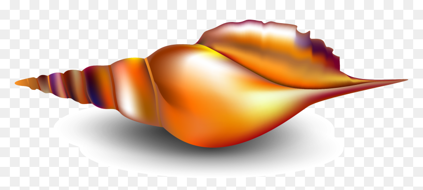 Seashell Conch Mollusc Shell - เวก เตอร์ หอย สังข์, HD Png Download - conch png