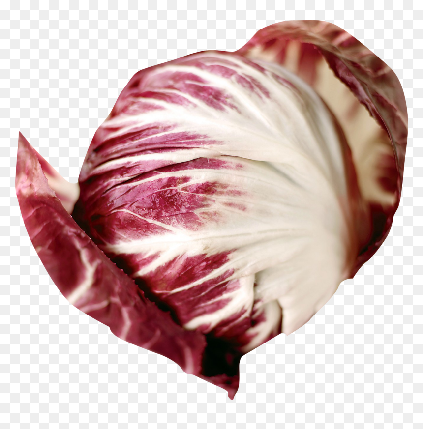 Radicchio Vegetable Png, Transparent Png - red leaf png