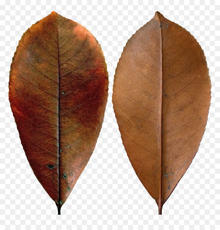 Dark Red Leaf - Dark Leaf Png, Transparent Png - red leaf png