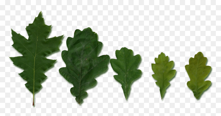Quercus Leaves - Gambel Oak, HD Png Download - red leaf png