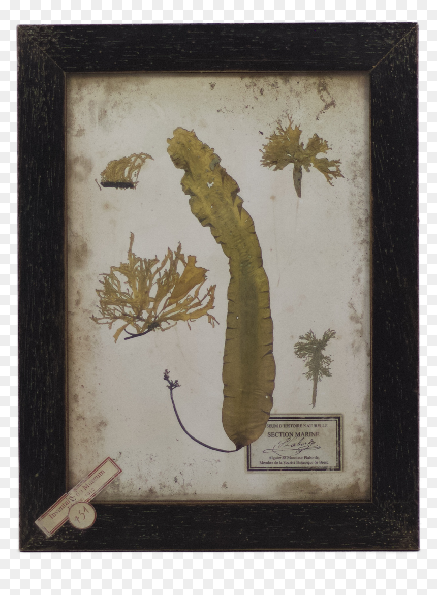 Vintage Style Botanical Print, Seaweed In Black Wooden - Eurasian Red Squirrel, HD Png Download - vintage black frame png