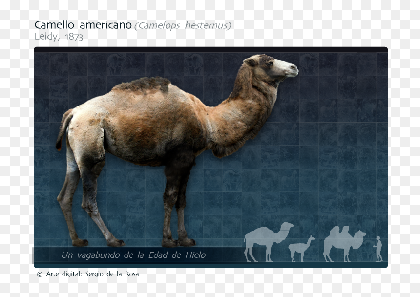 Arabian Camel, HD Png Download - hielo png