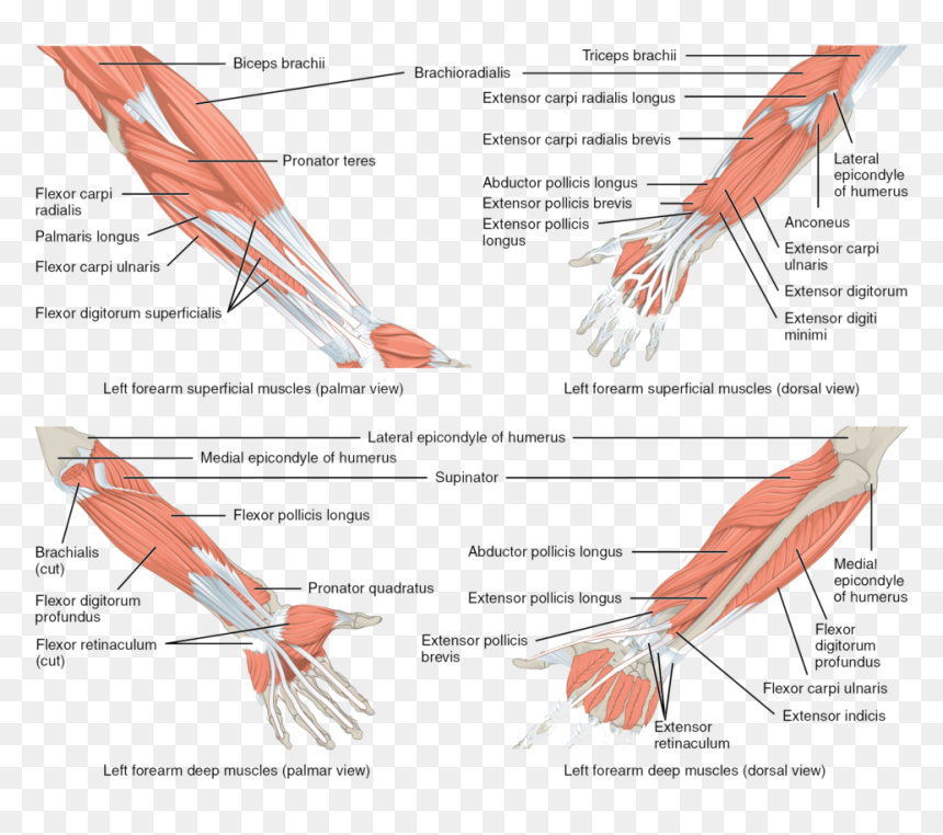 Muscles Of Elbow And Forearm, HD Png Download - muscle arms png