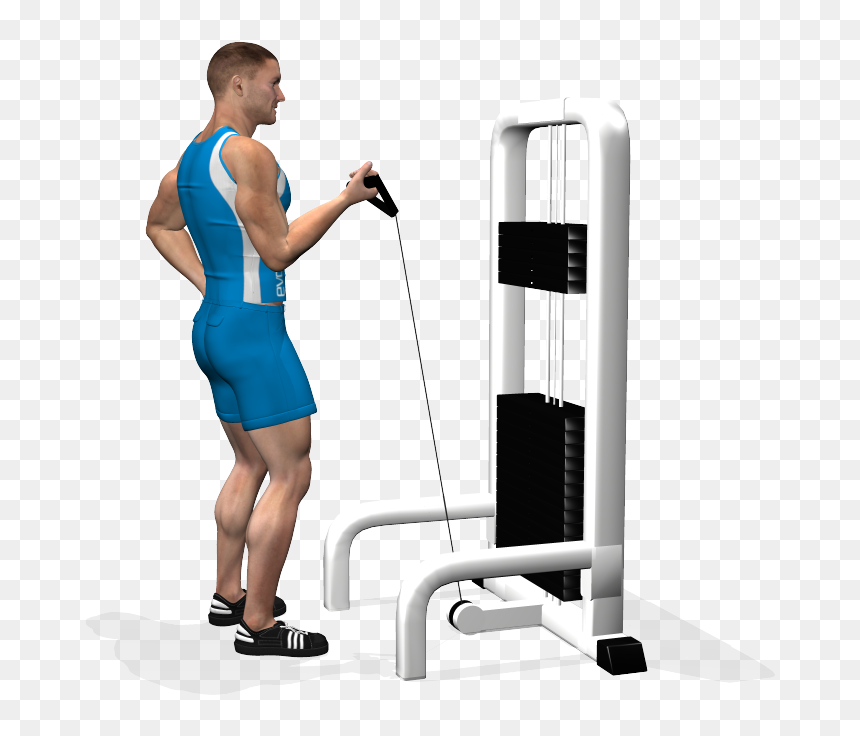 Transparent Muscle Arms Png - Tricipiti Ai Cavi Presa Inversa, Png Download - muscle arms png