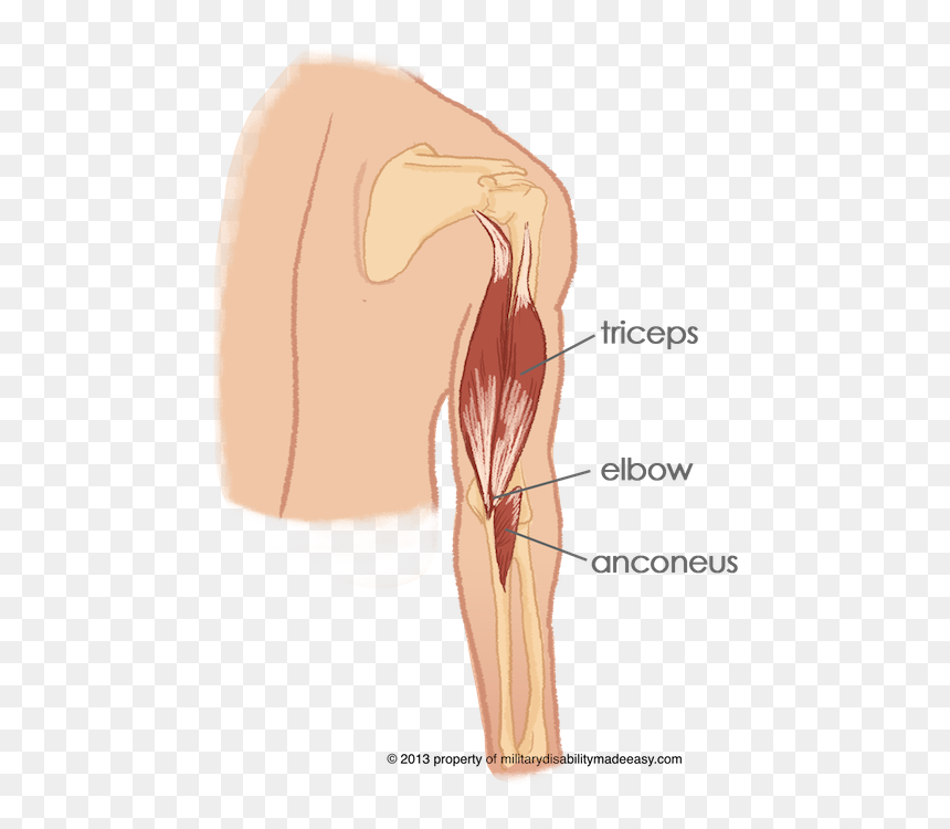 Triceps Anconeus, HD Png Download - muscle arms png