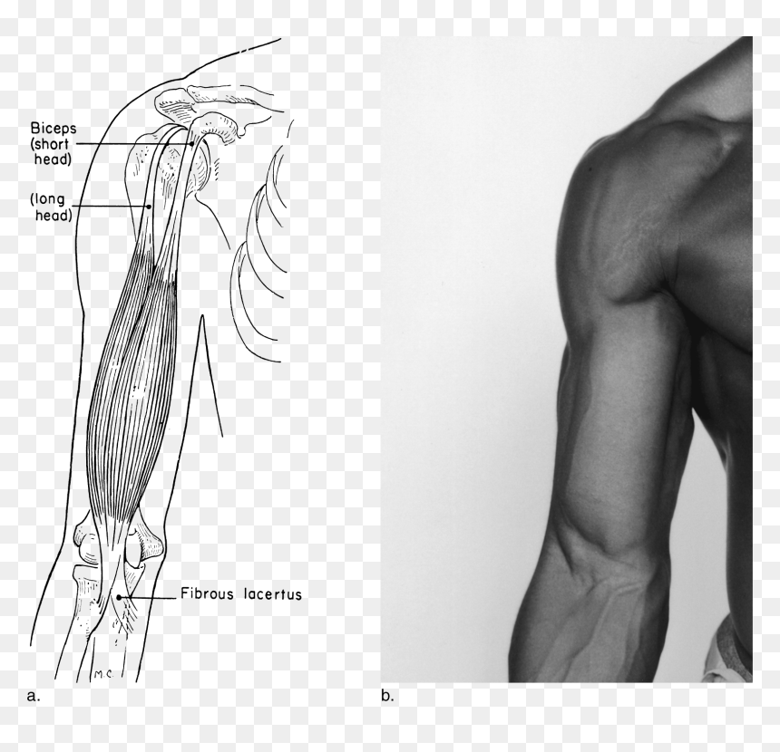 Sketch, HD Png Download - muscle arms png