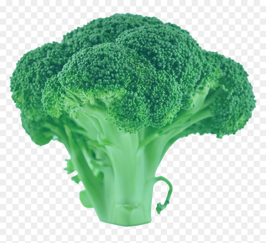 Broccoli, HD Png Download - brocoli png
