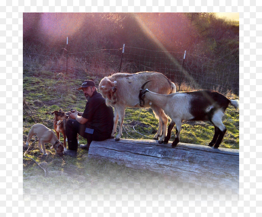About Animal Farming, HD Png Download - farm animals png