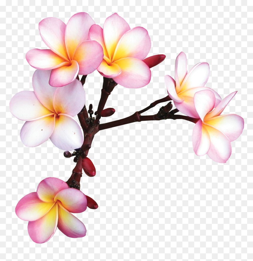 Фотки Exotic Flowers, Tropical Flowers, Colorful Flowers, - Frangipani Drawing Transparent, HD Png Download - colorful flowers png