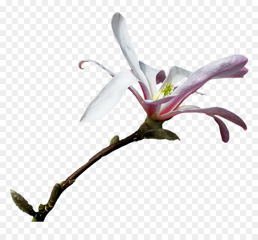Lily, HD Png Download - branch png