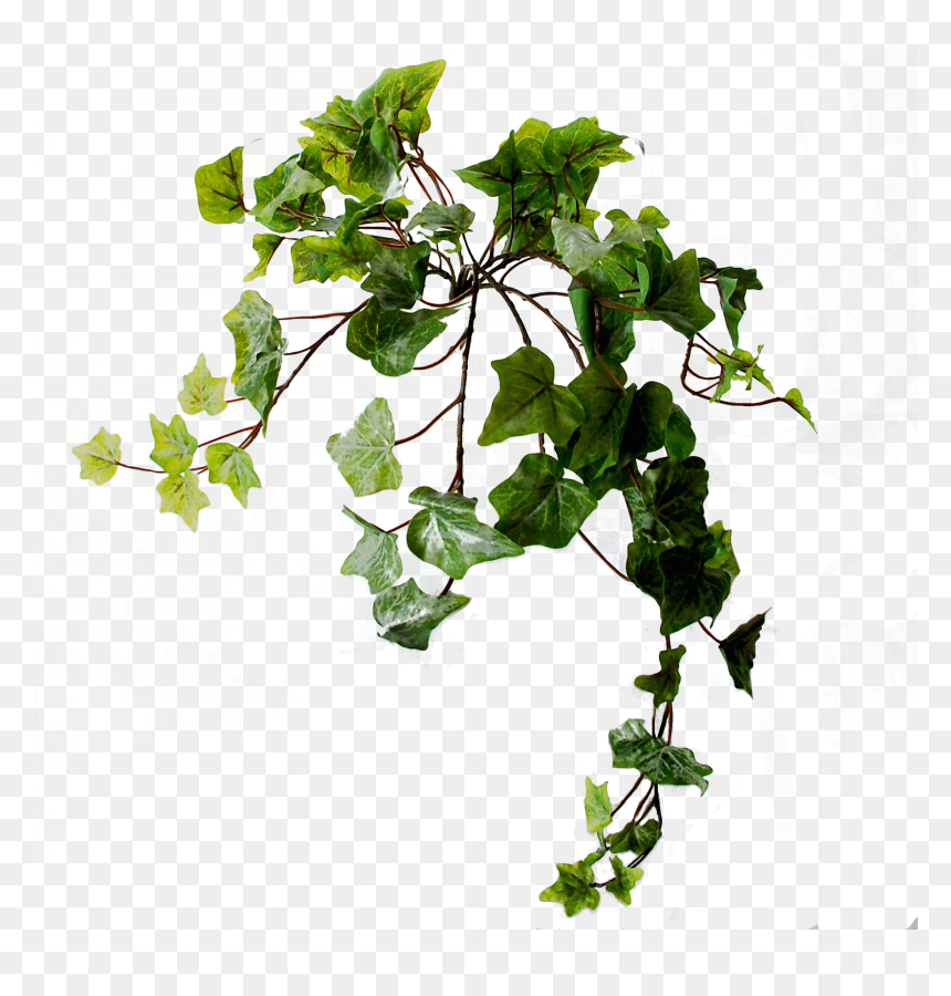 Swamp Maple, HD Png Download - ivy png
